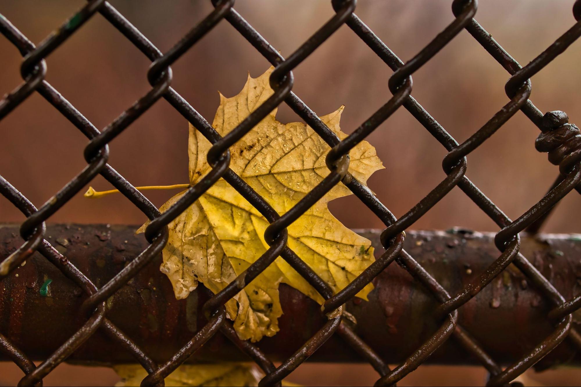A single maple leaf, partially visible through the metal mesh of a chain link fence.
