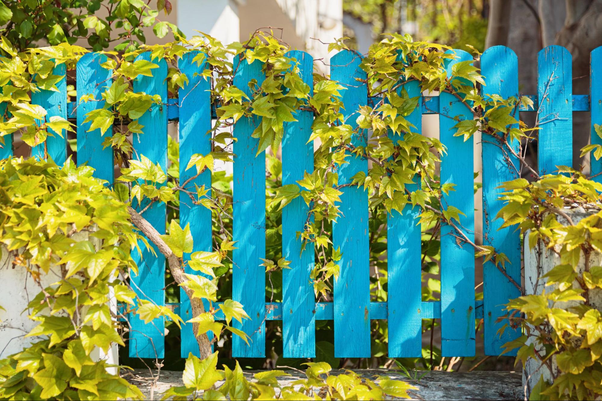 A blue wooden fence surrounded by ivies.
