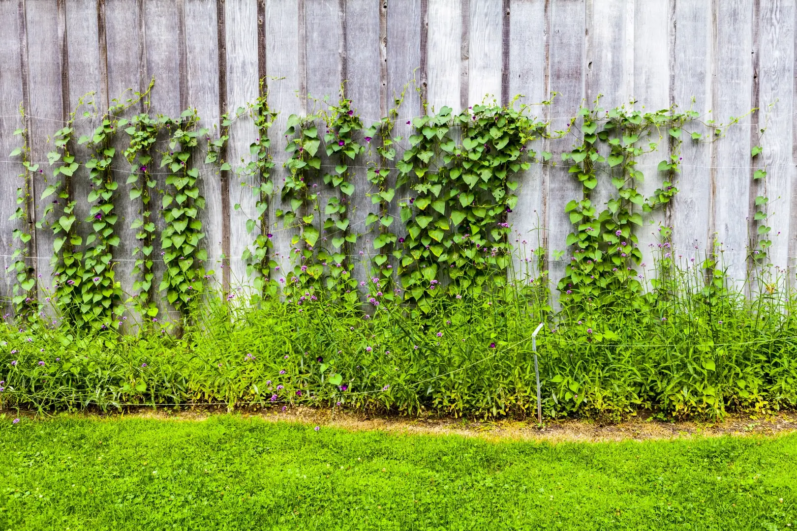 A wall fence covered in green ivy.