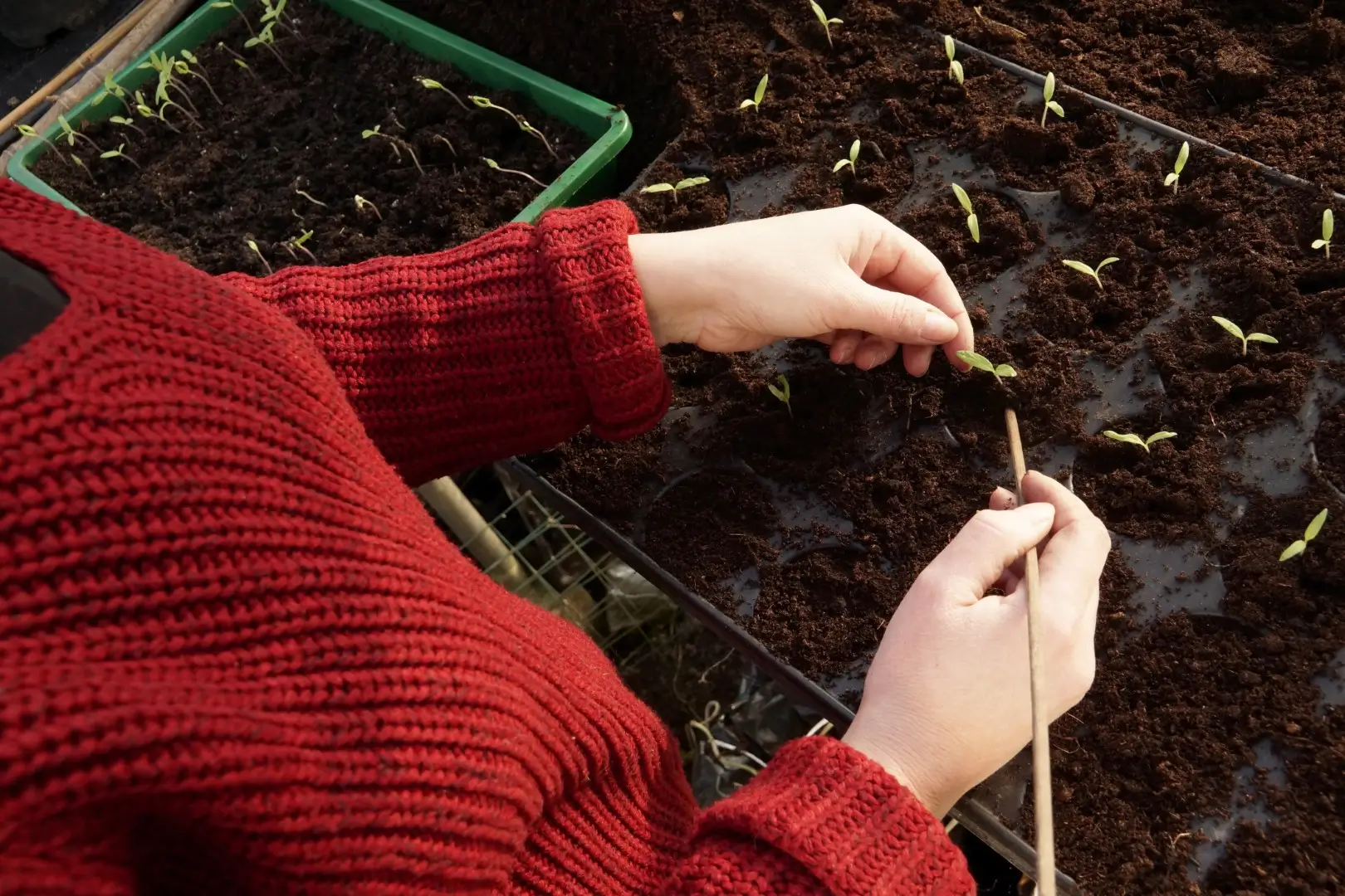 A woman planting seedlings in a bed of soil in the garden.