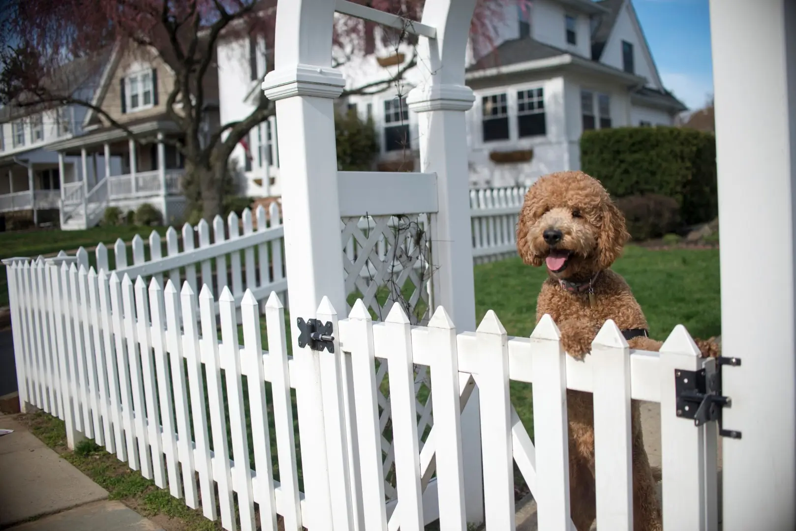 Dog looking out from garden fence.