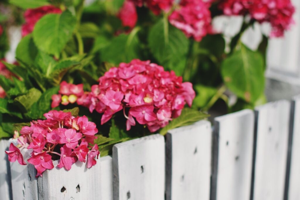 Flowers growing around a fence.