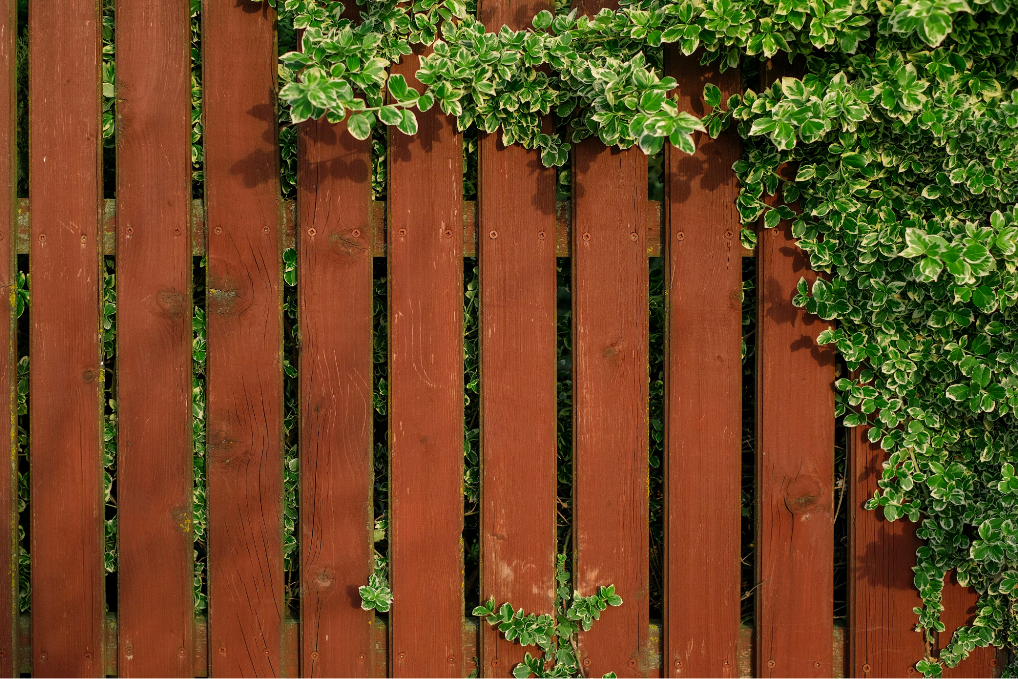 A brown wooden fence surrounded by bushes.