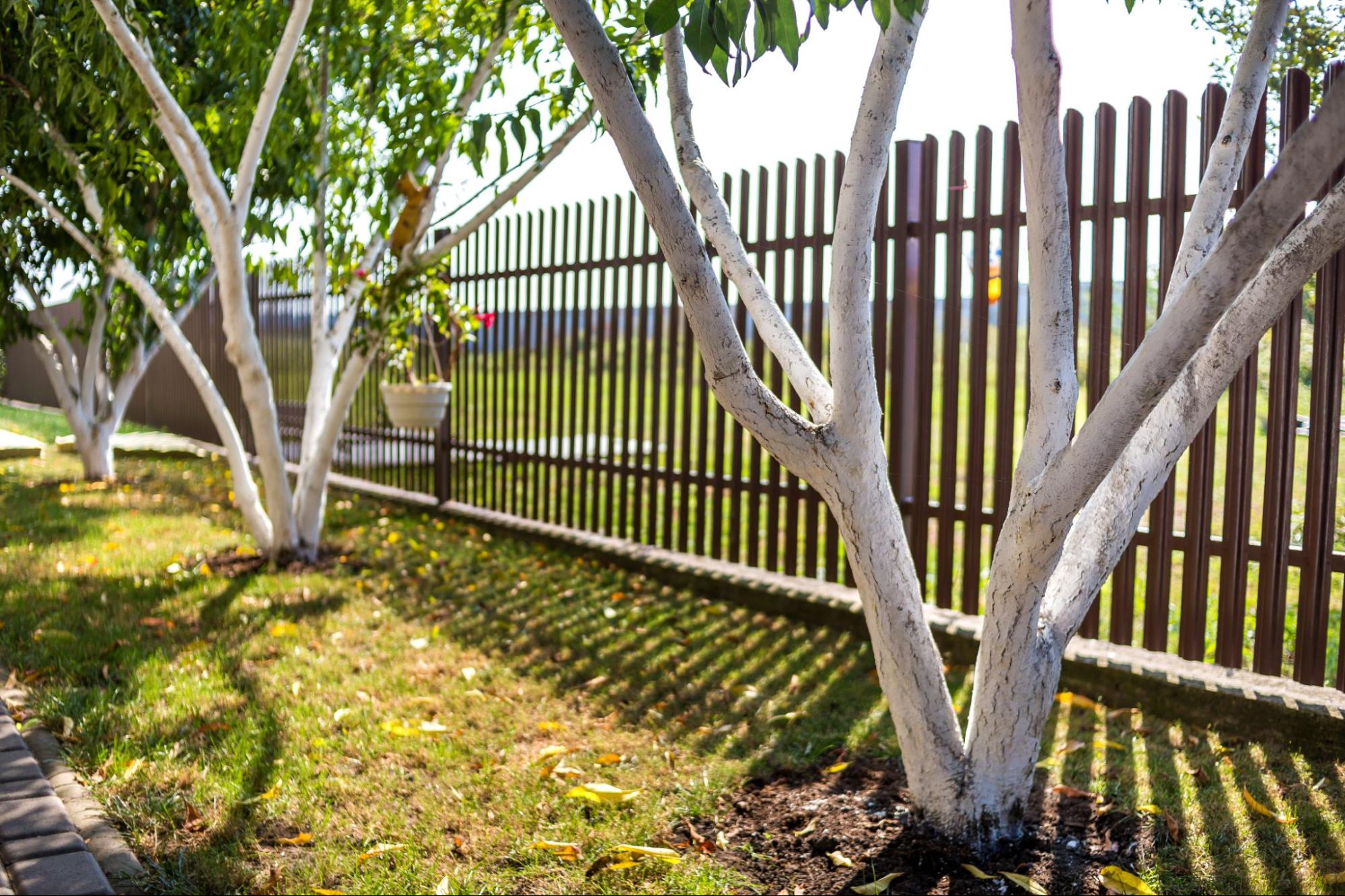 Steel fence next to trees in a backyard.